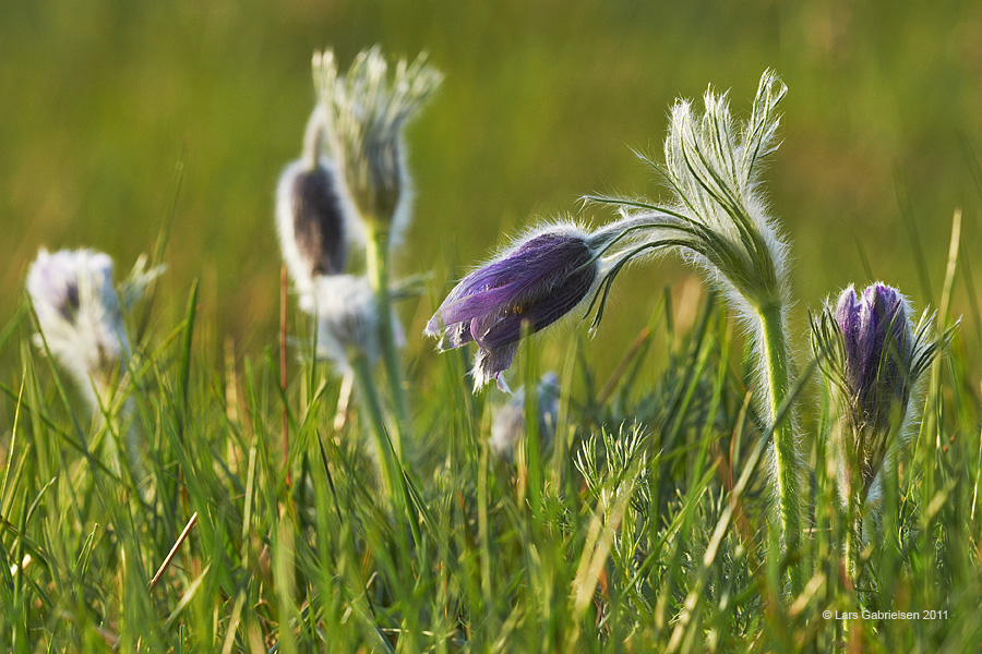 Opret kobjælde, Pulsatilla vulgaris